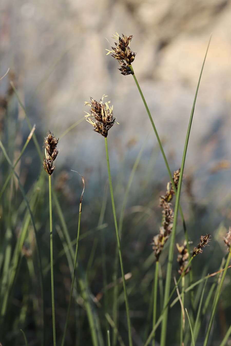Image of Carex stenophylla specimen.