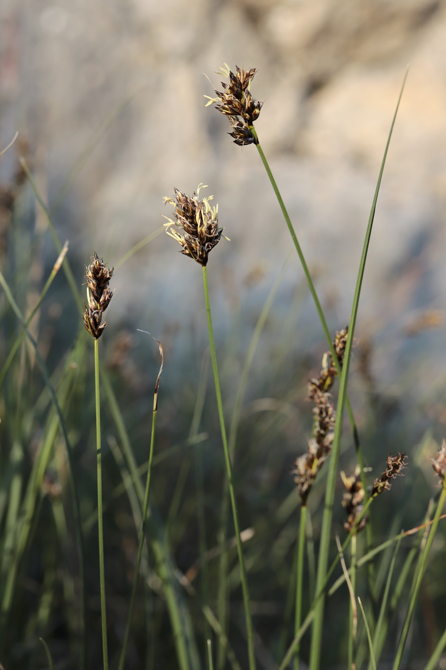 Изображение особи Carex stenophylla.