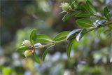 Buxus colchica. Верхушка веточки с плодами. Абхазия, г. Сухум, Сухумский ботанический сад. 14.05.2021.