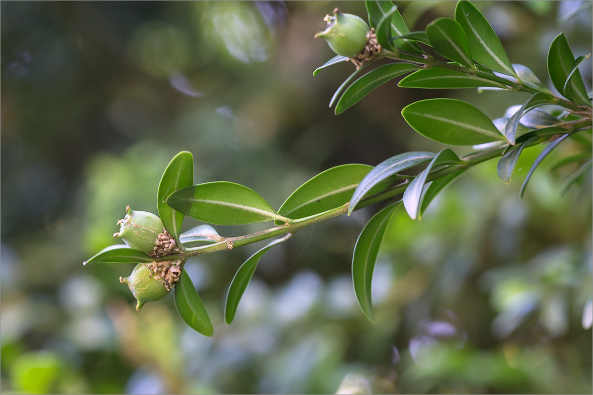 Image of Buxus colchica specimen.