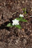 Trillium grandiflorum. Цветущее растение (махровая форма). Томская обл., г. Томск, Академгородок, в культуре. 16.05.2022.