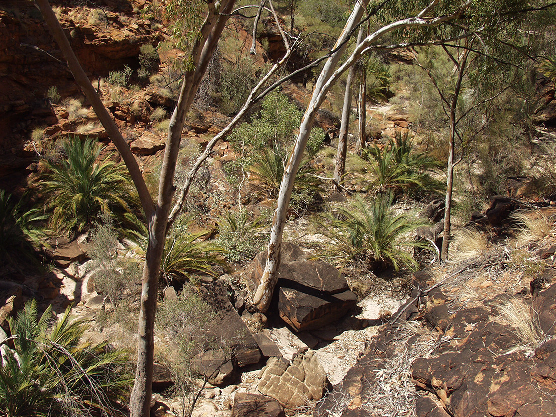 Image of Macrozamia macdonnellii specimen.