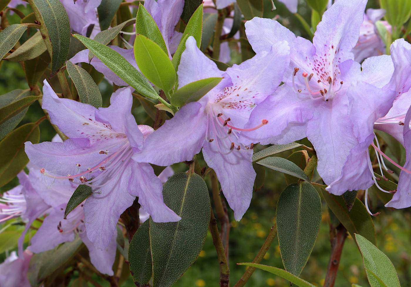 Image of Rhododendron concinnum specimen.