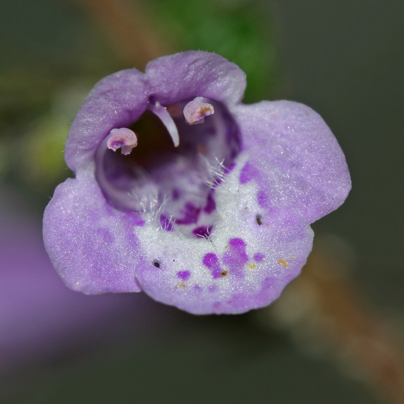 Image of Clinopodium menthifolium specimen.