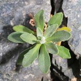 Draba cardaminiflora. Розеточные листья. Приморский край, Дальнегорский ГО, окр. с. Рудная Пристань, 1 км к юго-юго-западу от мыса Бриннера, приморские скалы. 12.06.2022.