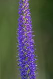 Veronica spicata. Часть соцветия. Ростовская обл., Тарасовский р-н, гора Городище, каменистая степь. 11.06.2022.