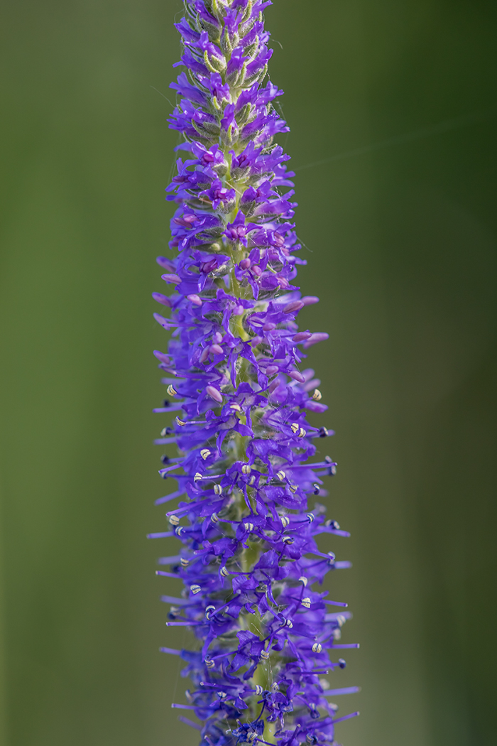 Изображение особи Veronica spicata.