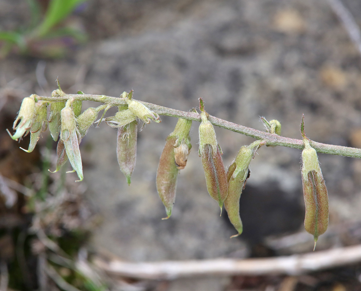 Image of Oxytropis dasypoda specimen.