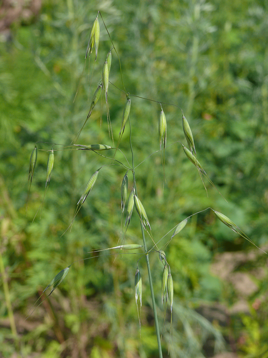 Image of genus Avena specimen.