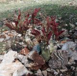 genus Cyphostemma. Цветущее растение. Намибия, обл. Кунене, округ Sesfontein, кемпинг Онгонго. 17.01.2010.