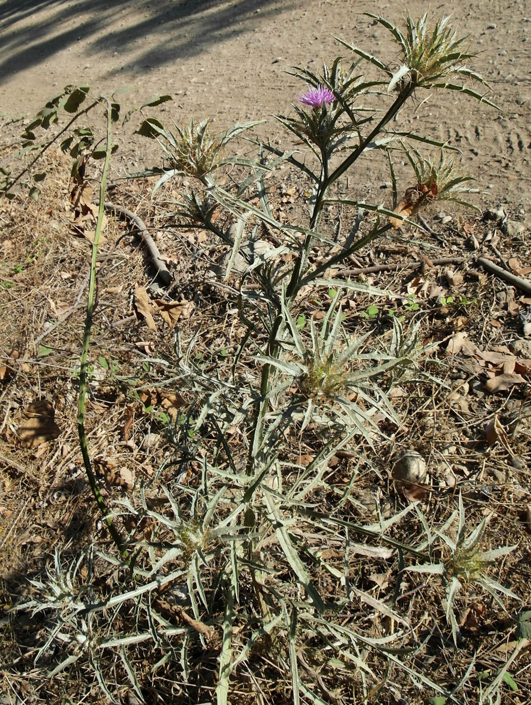 Image of Picnomon acarna specimen.