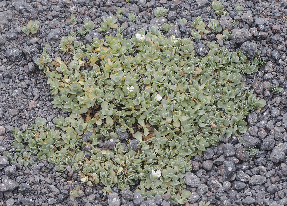 Image of Eunomia rotundifolia specimen.