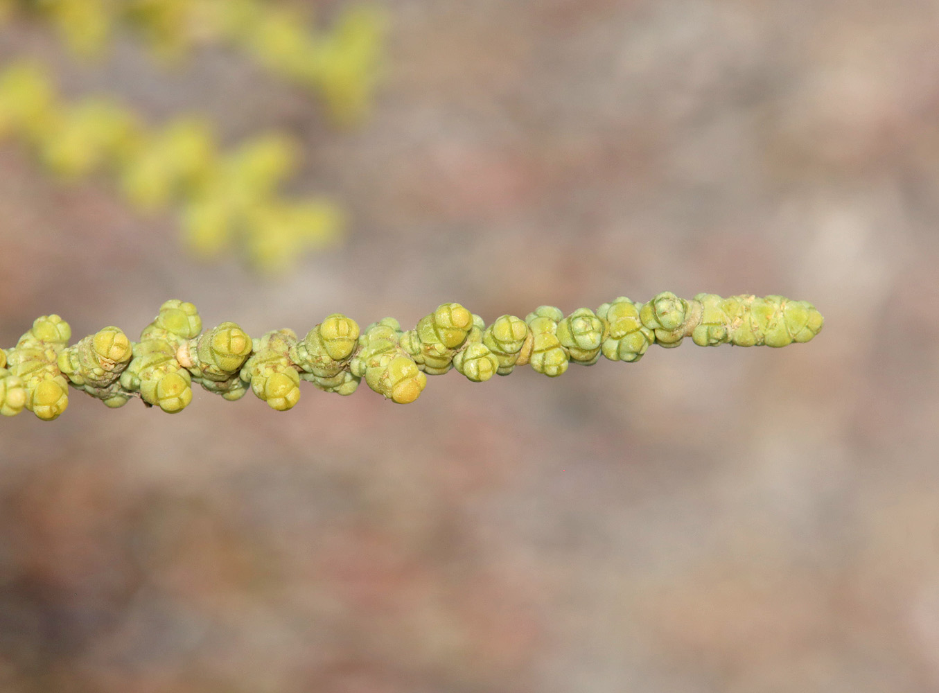 Image of Halocnemum strobilaceum specimen.