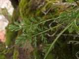 Richteria pyrethroides