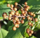 Smilacina racemosa