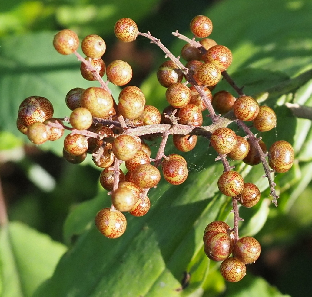 Image of Smilacina racemosa specimen.