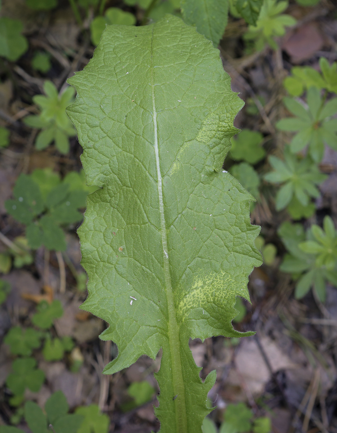 Image of Crepis sibirica specimen.