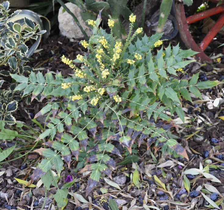 Image of Mahonia bealei specimen.