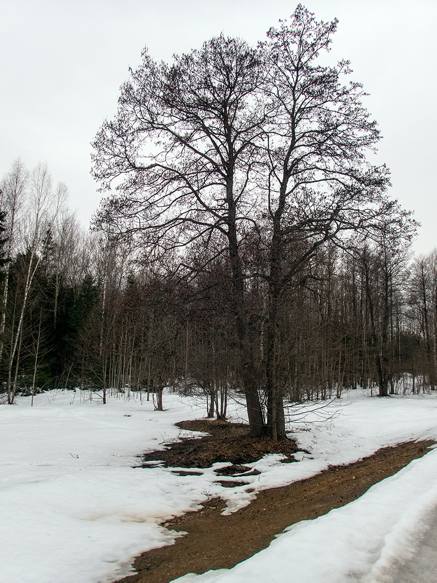 Image of Alnus glutinosa specimen.