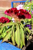 Celosia cristata