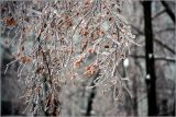 Betula pendula. Обледенелые ветви дерева. Москва, Выхино, Ферганский проезд, двор дома. 26.12.2010.