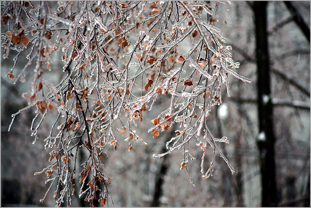 Изображение особи Betula pendula.