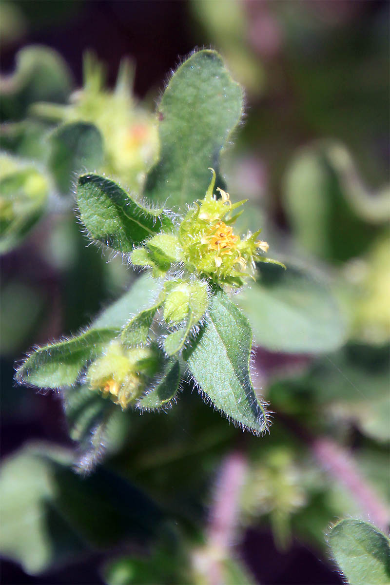 Image of Acanthospermum hispidum specimen.