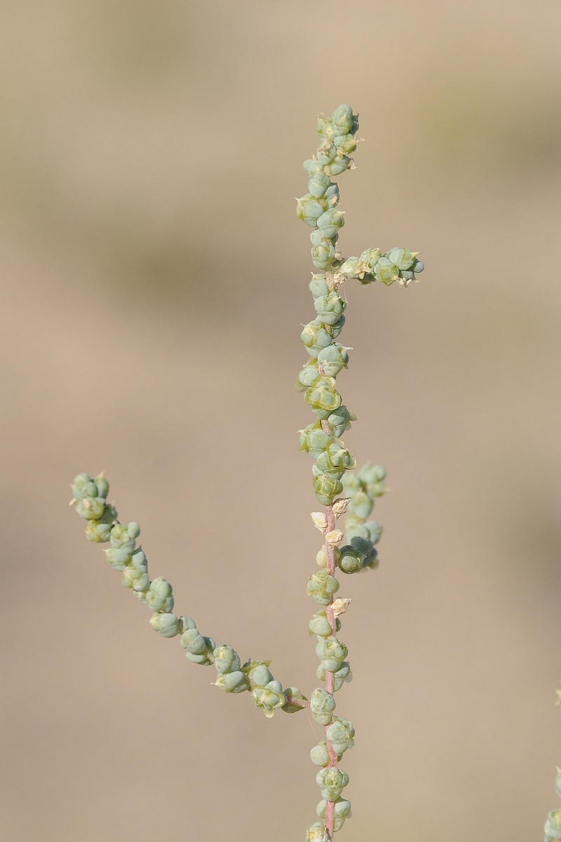 Изображение особи Salsola nitraria.