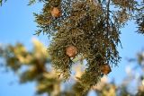 Cupressus atlantica. Верхушка ветви с шишками. Марокко, обл. Драа - Тафилалет, г. Тингир, у дороги. 02.01.2023.