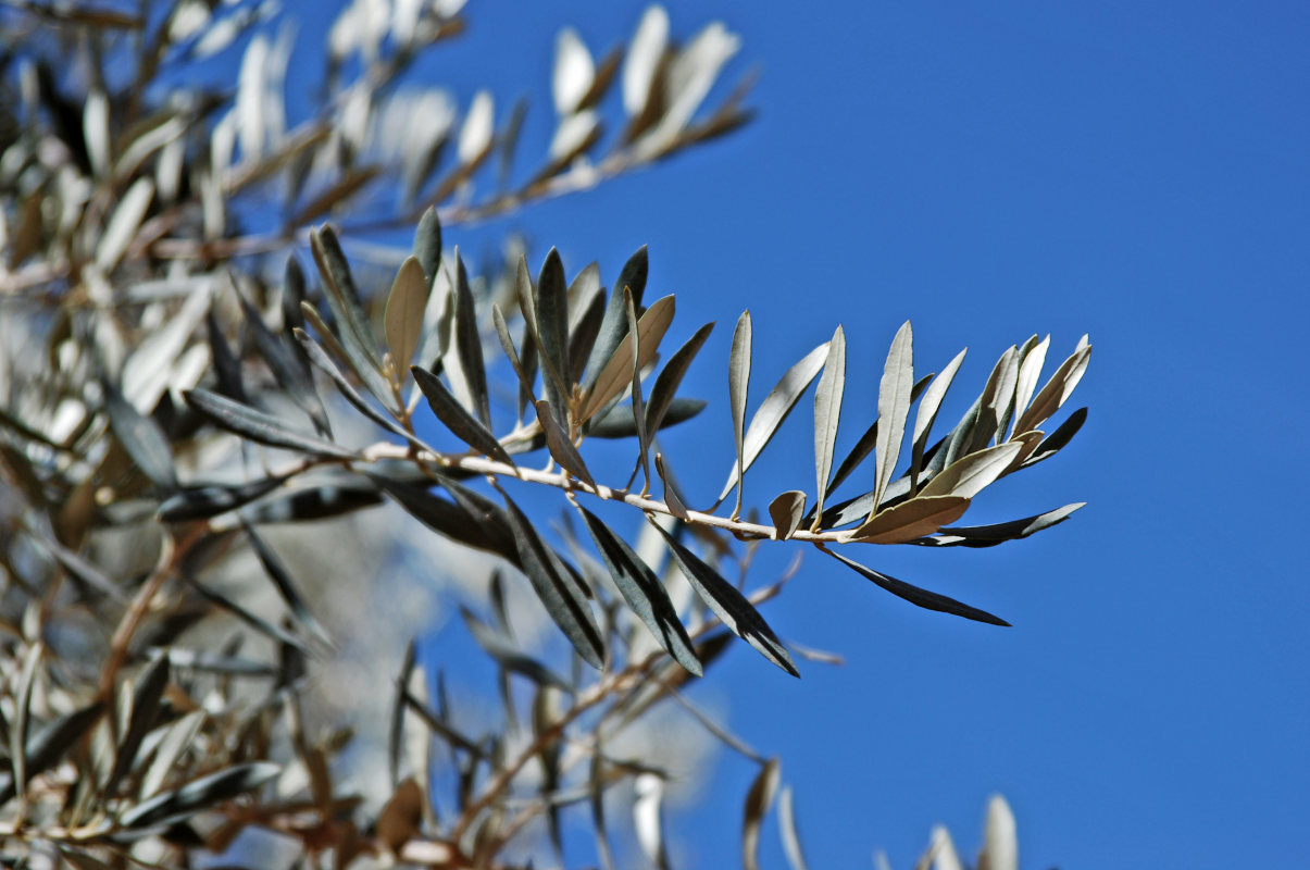 Image of Olea europaea specimen.