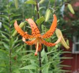 Lilium lancifolium. Цветок с недоразвитыми тычинками. Тверская обл., Весьегонск, в культуре. 27 июля 2022 г.