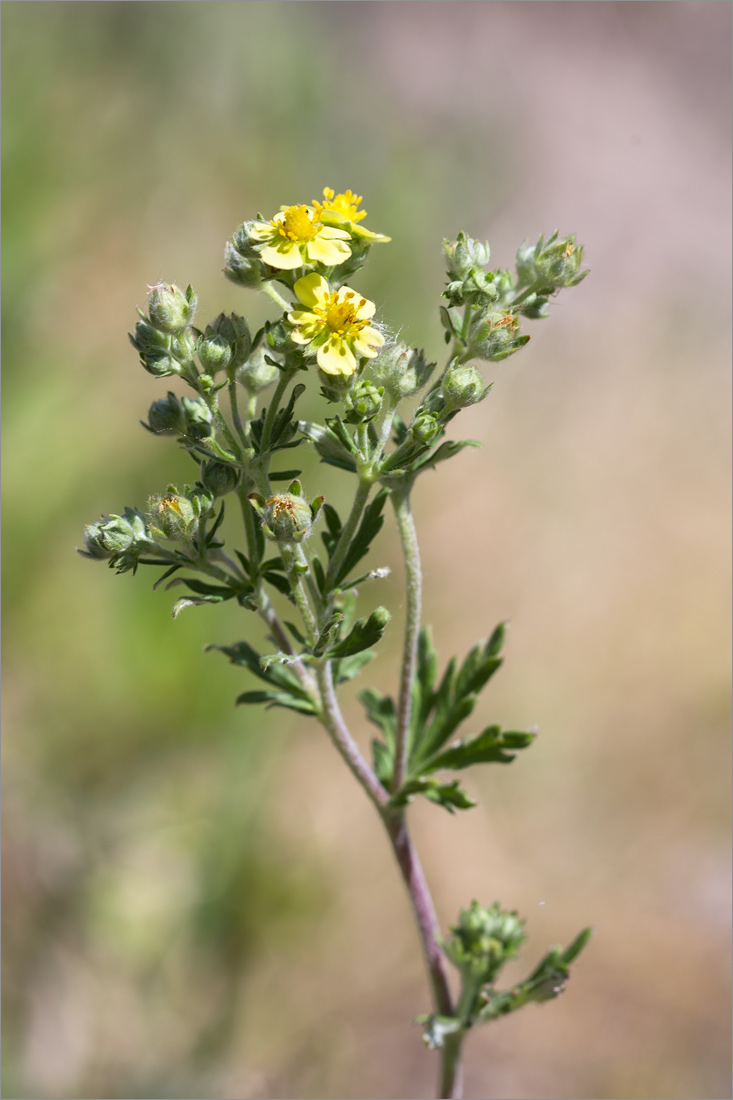 Image of Potentilla argentea specimen.