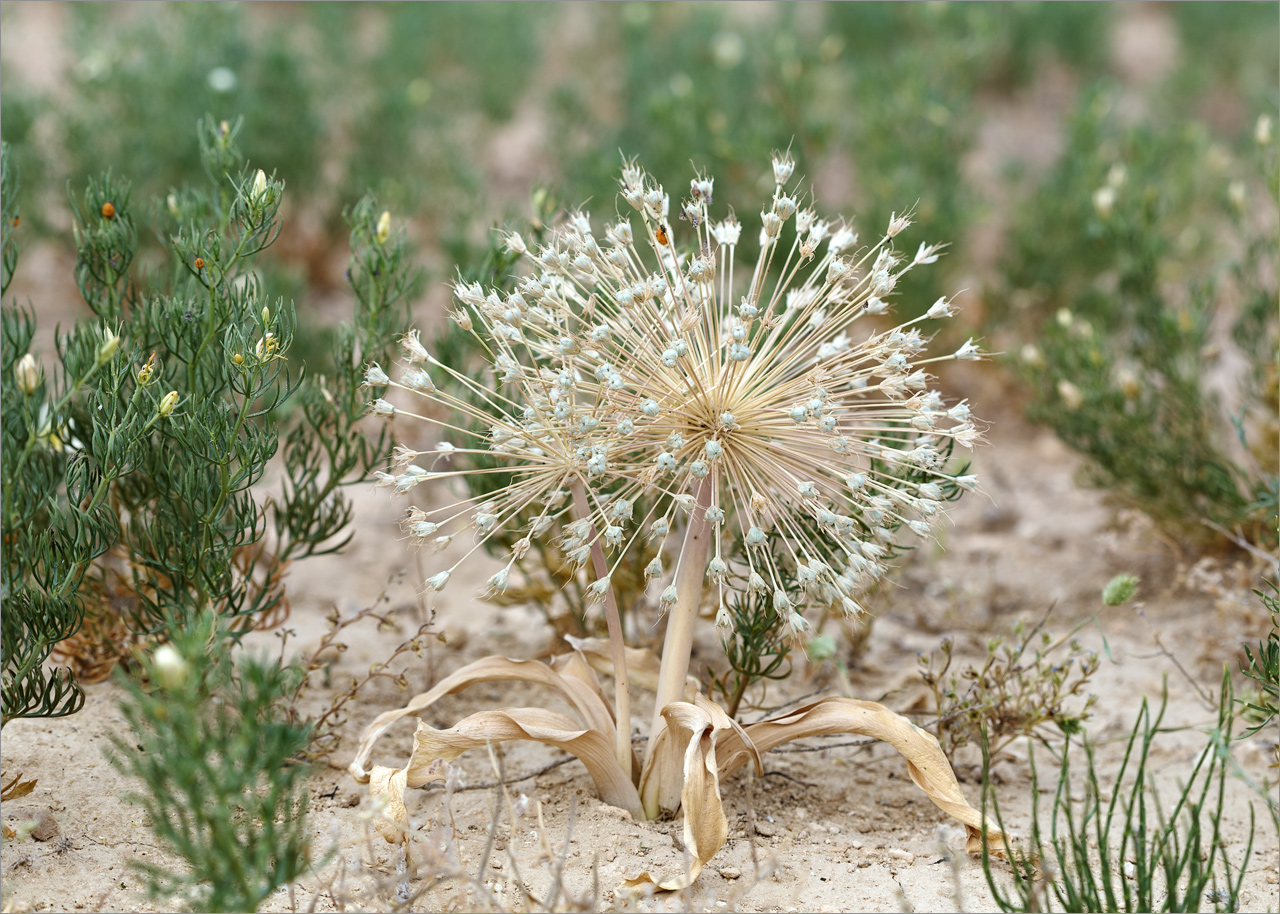 Изображение особи Allium caspium.