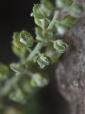 Alyssum simplex