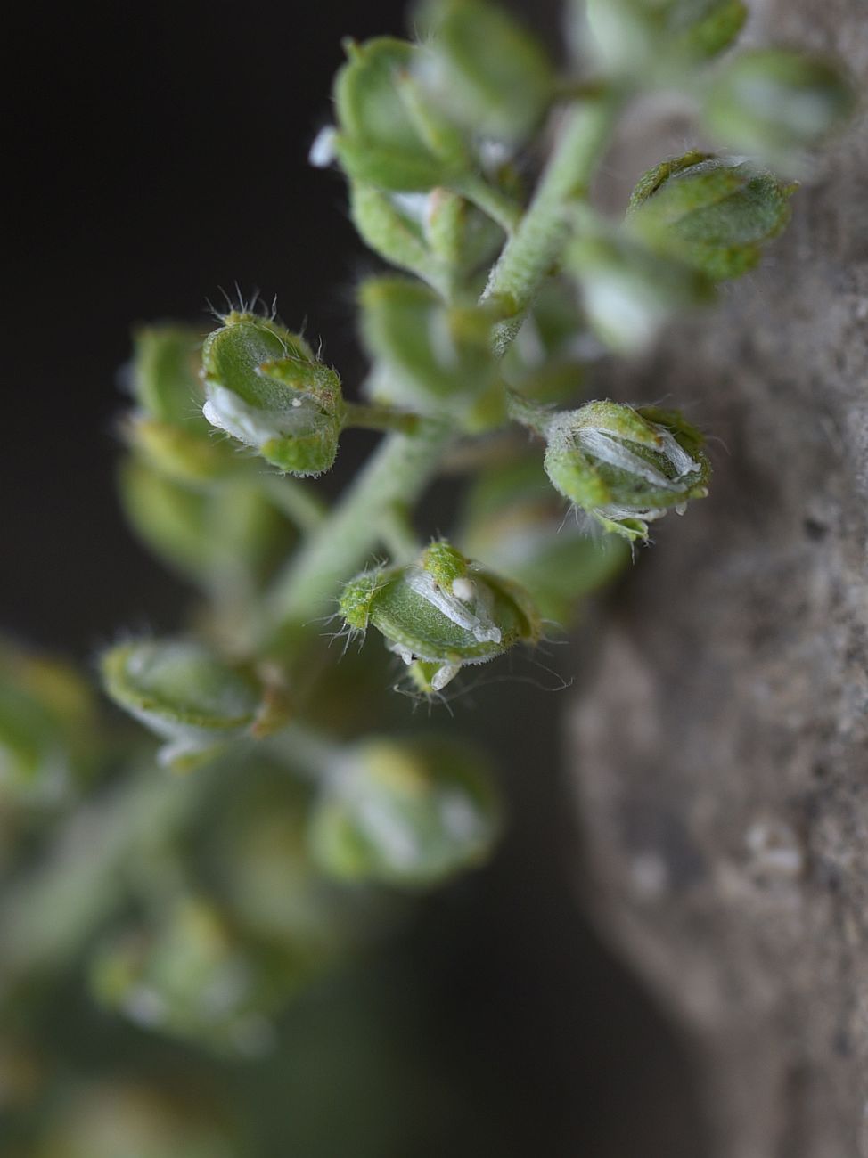 Изображение особи Alyssum simplex.