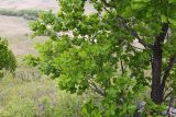 Quercus wutaishanica