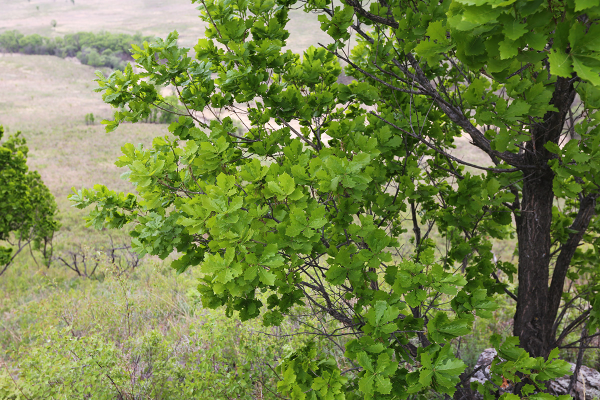 Image of Quercus wutaishanica specimen.