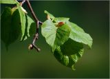 Tilia cordata