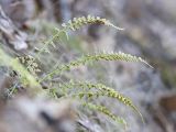 Asplenium incisum