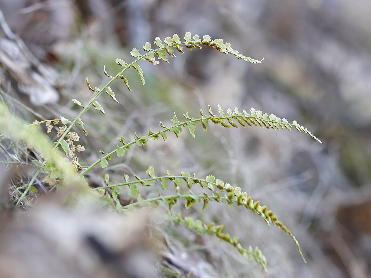 Изображение особи Asplenium incisum.