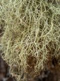 Usnea hirta