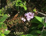 Buddleja davidii. Отцветающее соцветие. Болгария, г. Бургас, Приморский парк, в культуре. 16.09.2021.