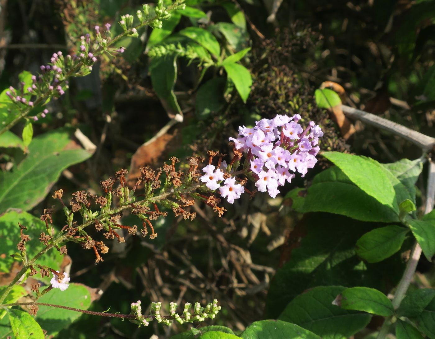 Image of Buddleja davidii specimen.