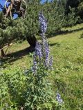 род Delphinium