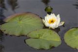 Nymphaea candida