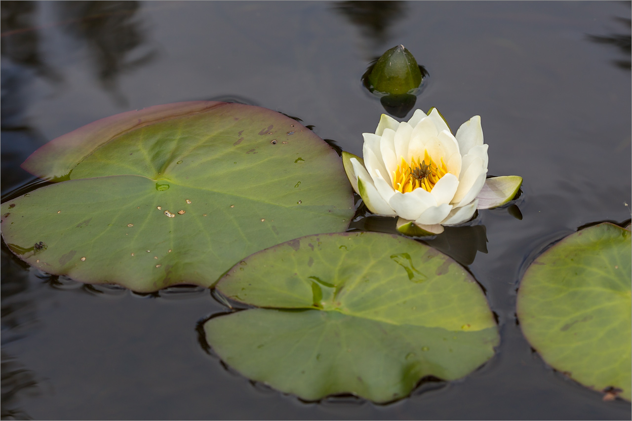 Изображение особи Nymphaea candida.