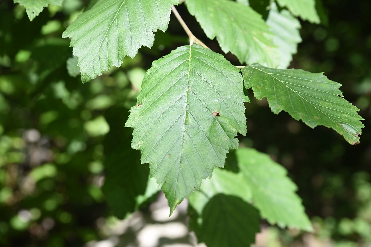 Изображение особи Alnus incana.