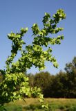 Atriplex sagittata