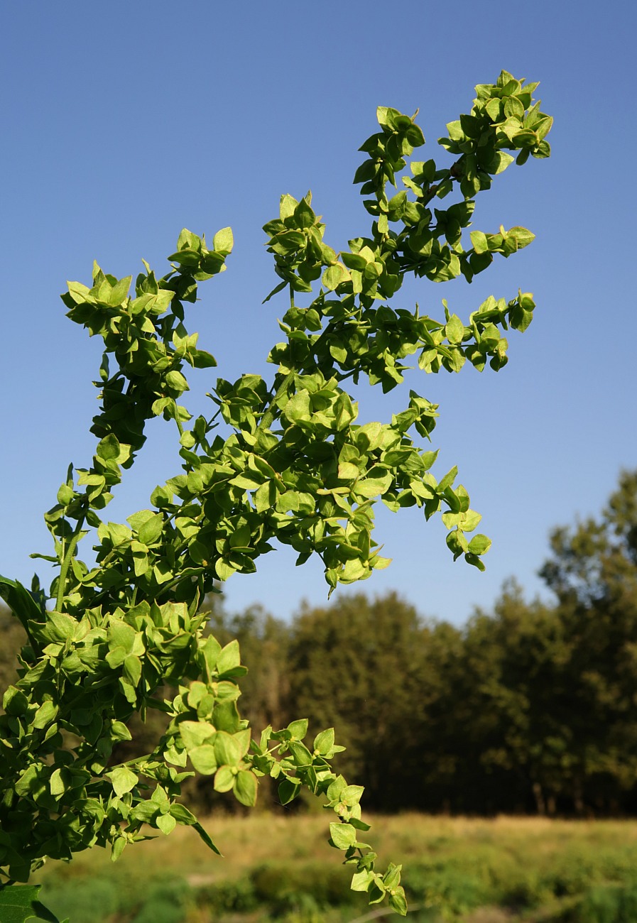 Image of Atriplex sagittata specimen.