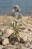 genus Symphyotrichum. Цветущее растение. Крым, западный берег Симферопольского водохранилища. 30.09.2023.